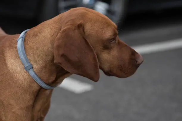 Close Up Profile Shot Of Magyar Vizsla On The Street,Portratit Of Hungarian Vizsla Dog With Blue Collar, Selective Focus