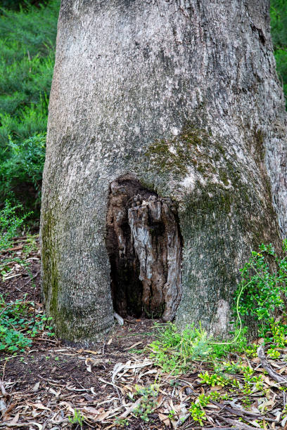 istock Marri tree (corymbia calophylla) base with foliage in Kings Park, Perth, Western Australia 1318978060