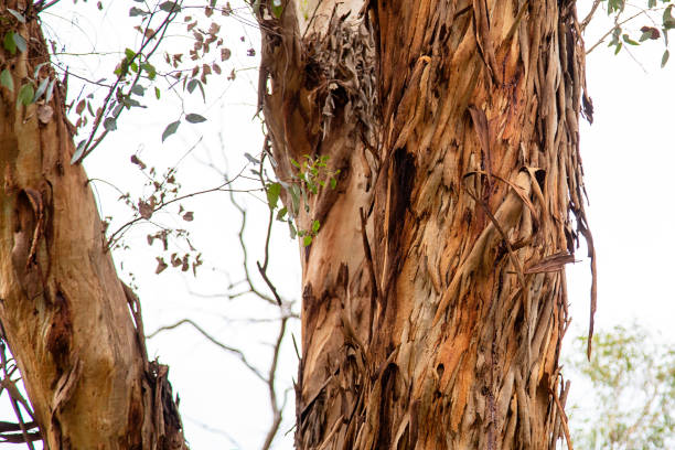 Karri trees in Kings Park, Western Australia. Eucalyptus diversicolor, commonly known as karri, is a species of flowering plant in the family Myrtaceae