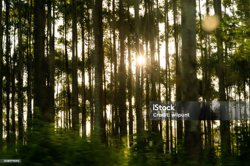 Sun seen through a moving gumtree forest Eucalyptus Tree Stock Photo