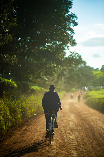African Adult Male on a bicycle cycling between tea plantations close to Mount Mulanje Southern Malawi Africa