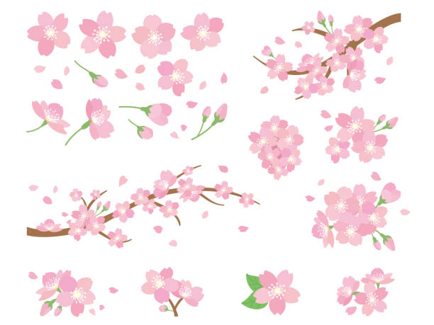 ilustracja kwiatów wiśni. gałęzie kwitnącej wiśni. - tree deciduous tree flower head flower stock illustrations