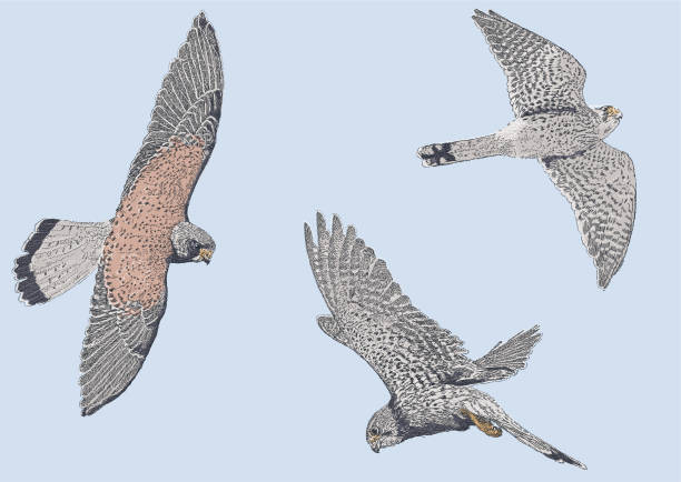 Kestrels in flight. Birds of prey Vector Stroke illustration. All colours are layered and grouped separately. Easily editable. bird of prey stock illustrations