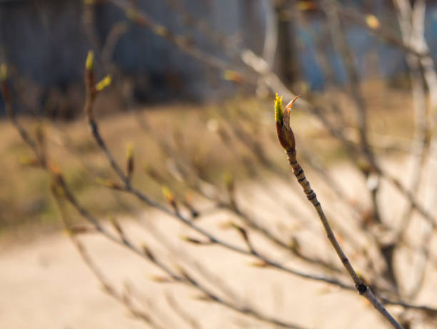 Blueberry flower buds close up