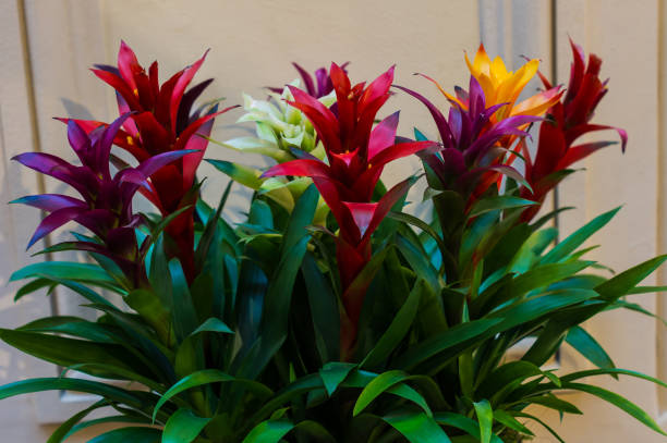 bromélias multicoloridas em uma estufa ou canteiro de flores, fundo floral, natural - bromeliaceae - fotografias e filmes do acervo