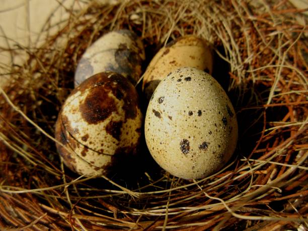 istock Tiny eggs Common quail bird eggs inside a nest, Quail eggs are considered a delicacy in many parts of the world 1318983386