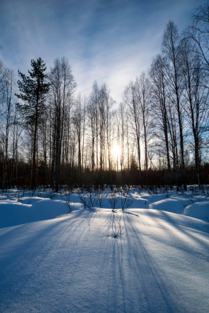 istock Beautiful winter landscape with snow, pines, birches and sun. 1318984474