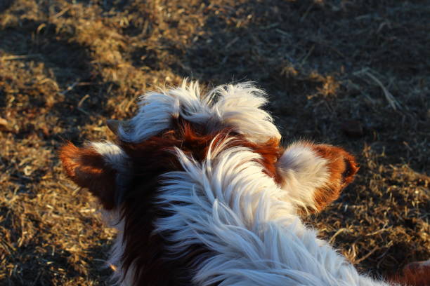 Fluffy cow