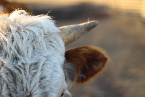 Domestic cattle