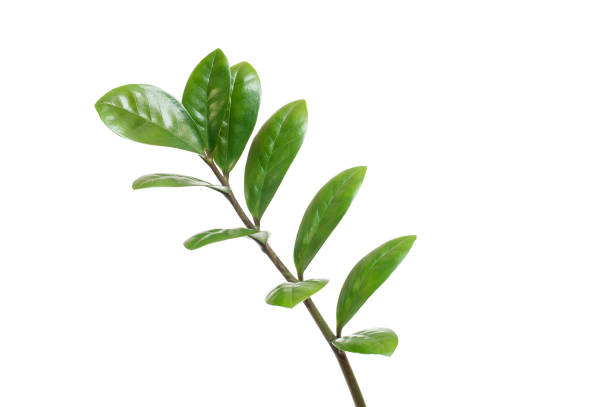 Branch with green leaves on a white background