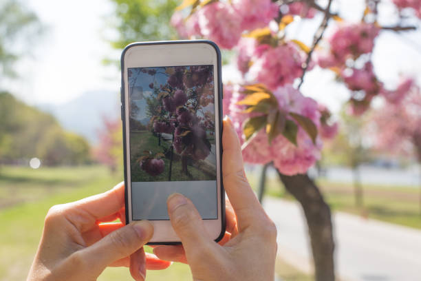 istock Pink double cherry blossoms in full bloom. 1318985770