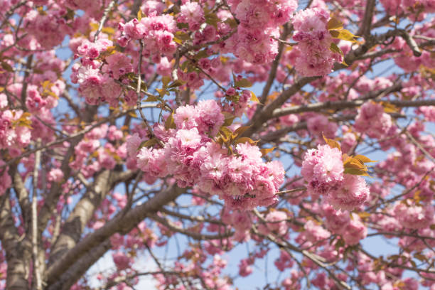 istock Pink double cherry blossoms in full bloom. 1318985811