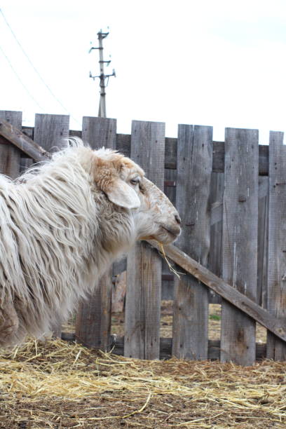 istock Sheep eating hay fluffy wool 1318986004