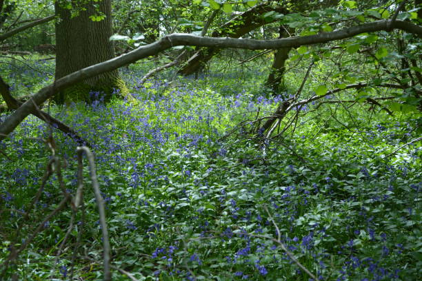 istock Bluebell Wood Cambridge England UK 1318986107