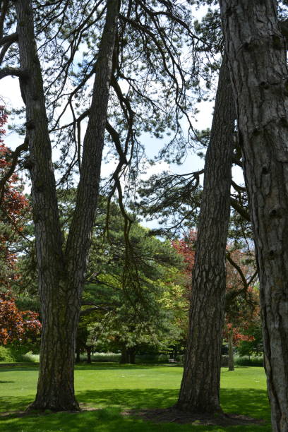 istock Cherry Hinton Park Cambridge England UK 1318987086