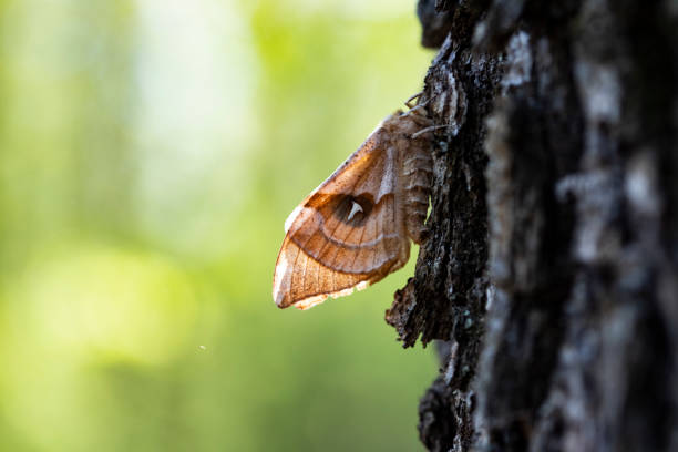 istock Moth close-up photo 1318987179