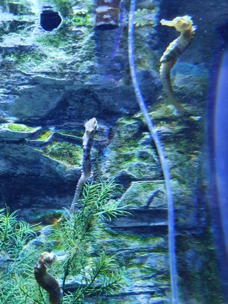 istock Alton towers aquarium 1318987407