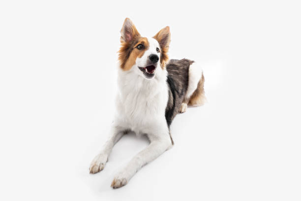 istock cute mongrel puppy dog is lying on the floor, white background 1318987523