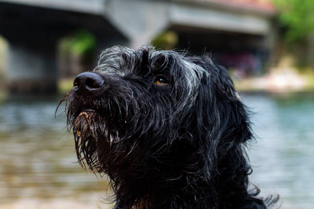 istock wet dog close-up 1318987993