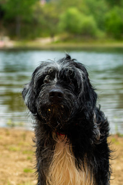 istock wet dog close-up 1318988517
