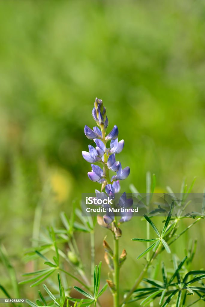 Lupinus angustifolius or blue lupine is an annual herbaceous plant, one of the few cultivated species. spain Lupine - Flower Stock Photo