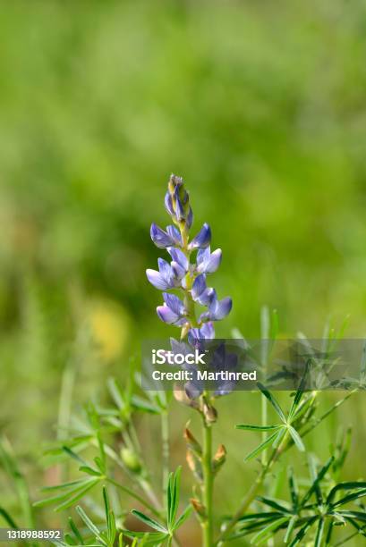 Lupinus Angustifolius Or Blue Lupine Is An Annual Herbaceous Plant One Of The Few Cultivated Species Spain Stock Photo - Download Image Now