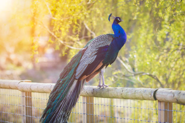 A peacock with warm backlit sunlight A peacock perched on a wooden fence with warm backlit sunlight kew gardens stock pictures, royalty-free photos & images