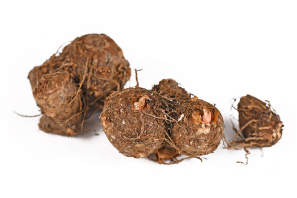 istock Caladium plant bulbs on white background 1318989880