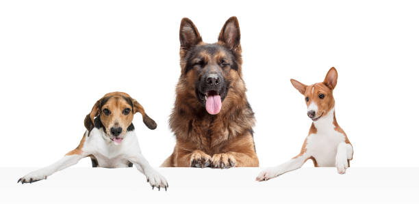 istock Three cute beautiful purebred dogs isolated over white studio background. Collage 1318990045