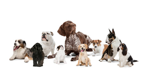 istock Group of different purebred dogs isolated over white studio background. Collage 1318990059