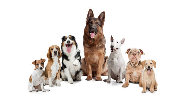 istock Group of different purebred dogs sitting isolated over white studio background. Collage 1318990068