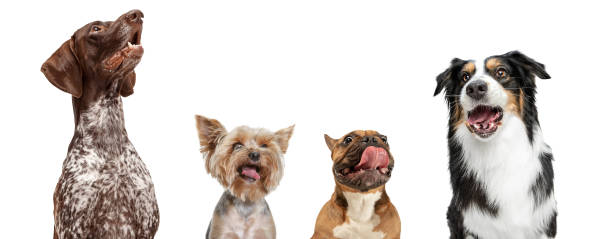 istock Four different purebred dogs sitting isolated over white studio background. Collage 1318990072