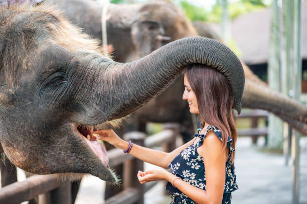 une jeune femme caucasienne nourrit un éléphant dans un zoo de contact, dont le tronc est enroulé autour d’elle. la vue du profil - zoo photos et images de collection
