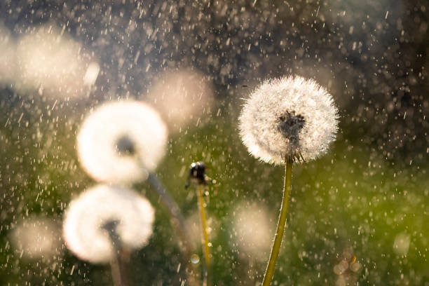 istock Dandelion seedhead closeup capturing in rain. 1318991396