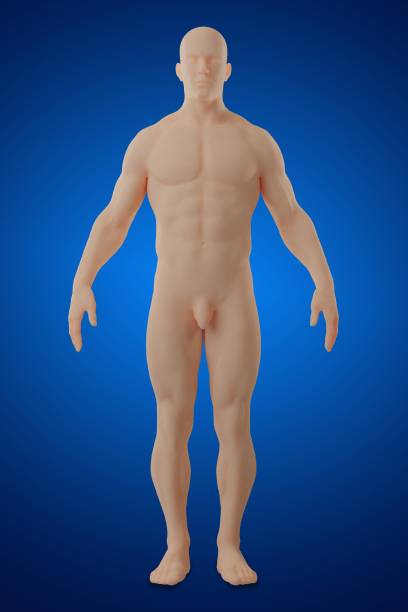 istock 3d rendering of human anatomy 1318991675
