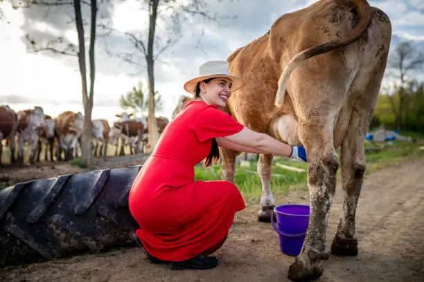 Happy woman milking a cow