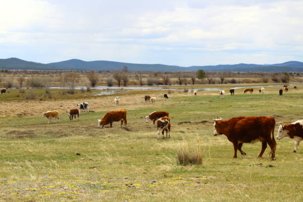 istock Grazing herd of cows on spring meadow steppe under blue sky with fluffy white clouds 1318992381