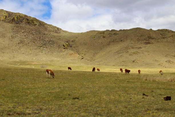 istock Herd of Cows Grazing on hill side against rocky mountain under cloudy sky 1318992387