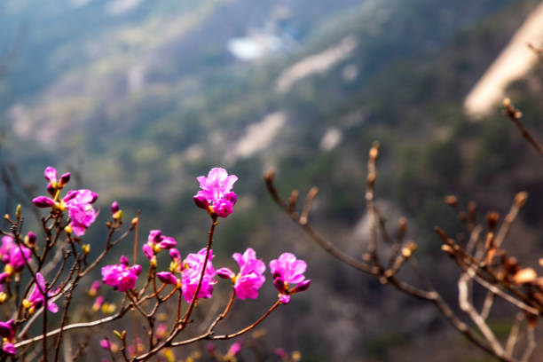 spring flowers
