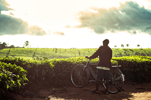 Full length Rear view Portrait African Adult Male with a bicycle looking at tea plantations at sunset Toned Image close to Mount Mulanje Southern Malawi Africa