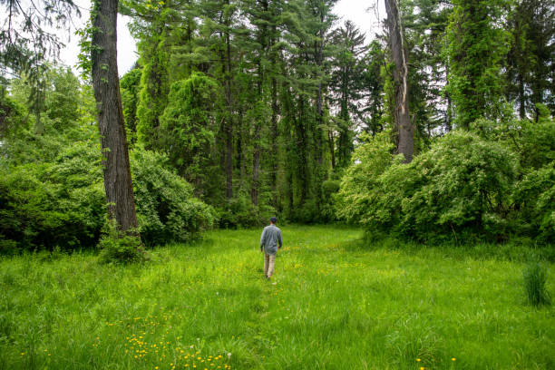 istock One man walks away from camera into the woods tall trees green grass 1318994364