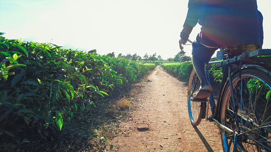 Rear side view Part of African man lower section with shorts cycling on a gravel path between tea plantations in Malawi