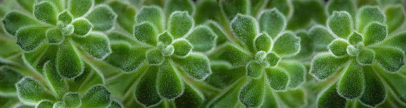 Seamless vibrant pattern of green fluffy succulent