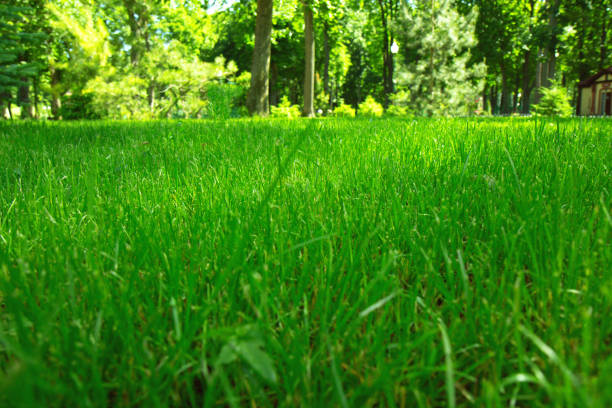 istock Fresh bright green grass on a sunny day. Close-up 1318995461