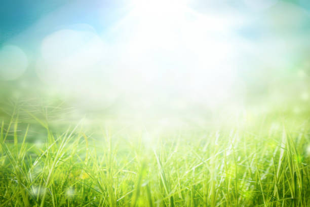 istock World environment day concept: green grass and blue sky abstract background with bokeh 1318996535
