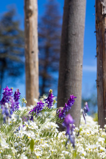 lupinus, commonly known as lupine or lupine, white and purple wildflowers field view. - flowing nature new zealand uncultivated imagens e fotografias de stock