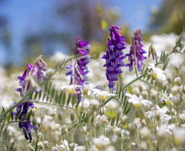 lupinus, commonly known as lupine or lupine, white and purple wildflowers field view. - flowing nature new zealand uncultivated imagens e fotografias de stock