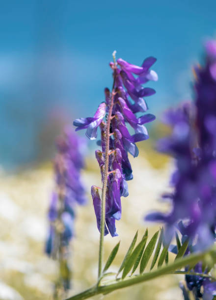 lupinus, commonly known as lupine or lupine, white and purple wildflowers field view. - flowing nature new zealand uncultivated imagens e fotografias de stock