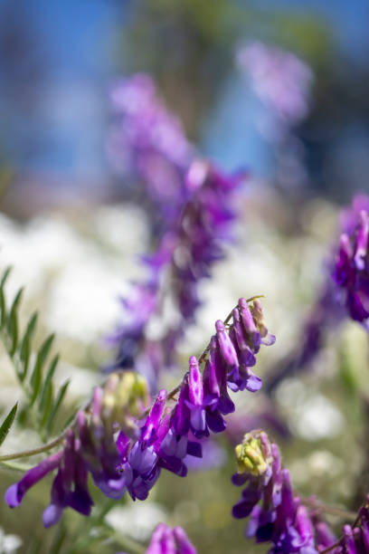 lupinus, commonly known as lupine or lupine, white and purple wildflowers field view. - flowing nature new zealand uncultivated imagens e fotografias de stock