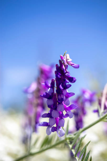 lupinus, commonly known as lupine or lupine, white and purple wildflowers field view. - flowing nature new zealand uncultivated imagens e fotografias de stock